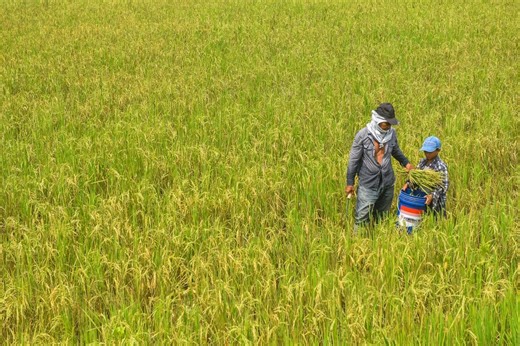 Researchers launch genomics project on 1,001 Philippine traditional rice varieties