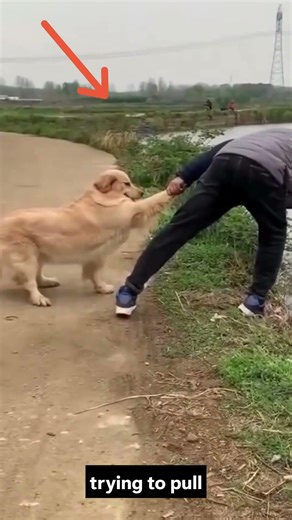 Crazy Dog Pool Jump & Loyal Dog Saves Owner 🐶💦 | Funny Dog Moments #shortsfeeds #shorts