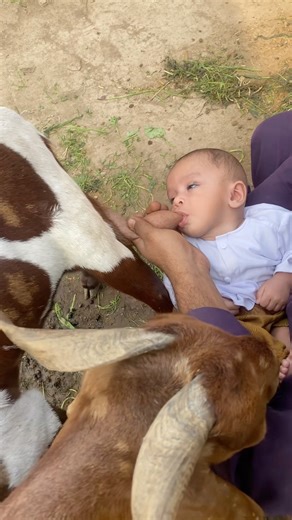 Watch the purest interaction between a human baby and a baby goat 🇬🇧 🐐#UK #Wholesome #shortsfeed