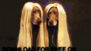 THE GREAT ESCAPE Lyrics - NELSON | eLyrics.net