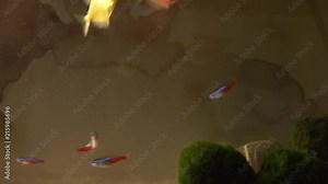 Different fish swim in the aquarium, on a brown background. the aquarium has stones and algae. cladophora, Discus, Neon ordinary.