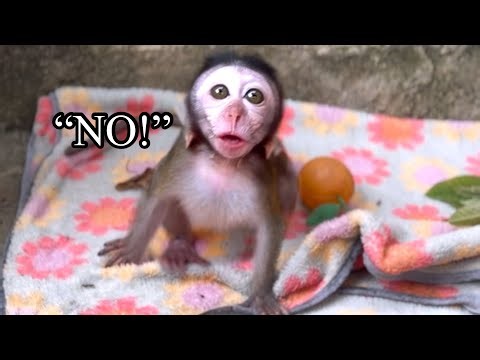 Baby Monkey Luci Says NO to Bath Time 🐒🛁