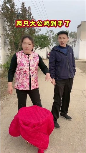 Two roosters are in hand # Pingjie loves humor