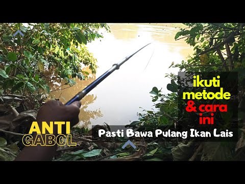 Follow these methods and methods, fishing for lais will definitely get a lot