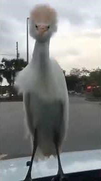 Funniest Animal Friends Moments Ever!