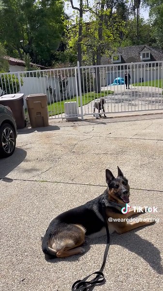 Using my dog Blue to help train a gate reactive and aggressive dog. Making huge progress! #reactivedogs #dogtraining #california #wearedogtraining