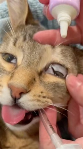 What Eye Position Tells You About Anesthetic Depth #goodtoknow #vet #medicine #surgery #surgeonlife