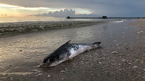 Third species of algae, fueled by decomposing fish, is found blooming in Southwest Florida waters