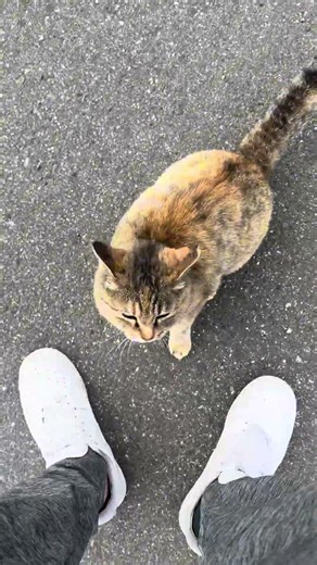 来ると分かった瞬間に態度を変える猫(´Д` )