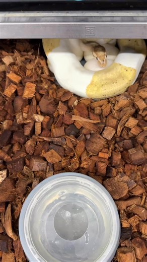 9.7K views · 369 reactions | Late season Coral Glow pied clutch. I still have around 12 or 13 clutches coming this year! #python #pythonregius #royalpython #ballpython #ballpythons #ballpythonsofinsta #ballpythonsofig #ballpythonsofinstagram #ballpythonbreeder #ballpythonbreeding #ballpythoneggs #piedballpython #coralglowballpython #bananaballpython #royalconstrictordesigns | Royal Constrictor Designs.com | Facebook