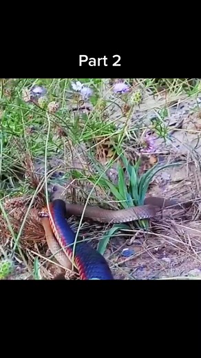 King snake hunting snake😱#wildanimals #snake #kingsnake #animals