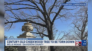 Century-old tree at Cheekwood to be torn down