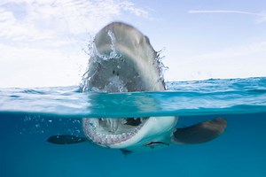 Everything you need to know about Shark Week 2020