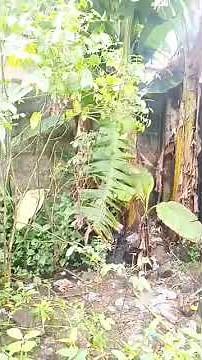 Real estate Ads 15 on Nsnigeria.net, search code 42900UY #short #realestate #landforsaleinuyo #ads