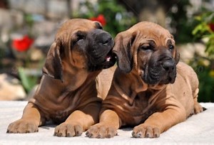 What Are Mutually Intelligible Languages (Plus Common Examples) | FluentU Language Blog