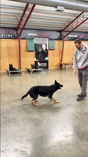 Amazing Trick Demo W/Fully Trained Elite Level Personal Protection Super Dog For Sale "Zip" 2 Yrs