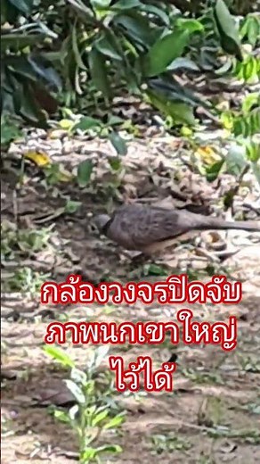 CCTV captures images of a Java sparrow #Java sparrow #Great Java sparrow #Rare to see #Scary #BoB...