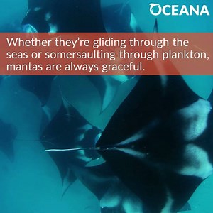 Meet the mesmerizing manta ray! Despite their large size, these rays mostly eat tiny plankton. Learn more: https://bit.ly/2LpTKzR | Oceana