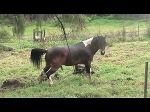 Horse pooping and peaing while eating!! ( SUPER FUNNY )