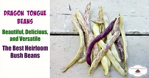 How to Grow Dragon Tongue Beans - Beautiful and Delicious - The Flip Flop Barnyard