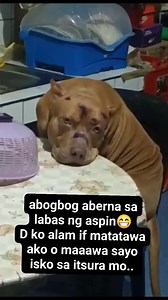 Awawa naman 😁🥰 #Isko #ISKOTHEPITBULL #followersシ゚ #animallover #furbabiesarethebest #friends #highlights | Iskonatics