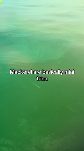 Sorry for glazing mackerel 😭 #atlanticmackerel #mackerel #tuna #mackerelfishing #longislandsound #longislandsoundfishing