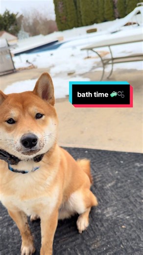 sir mr mud man gets a bath! beans is a very fearful lad at times and tends to uses his teeth to express his uncomfyness, so events like baths can be stressful for all parties involved. But lil mans crushed his bath time! No growls or nibbles is a huge win 🧼🫧 this was also the first time i’ve been able to brush him without blood being shed 🤠 #dog #dogbath #mud #muddydog #dogshampoo
