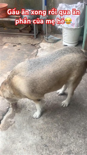 Gau wants more food 😂 #pets #trustedgamingplatforms #mypetgoeshomewithme #doglife #funny