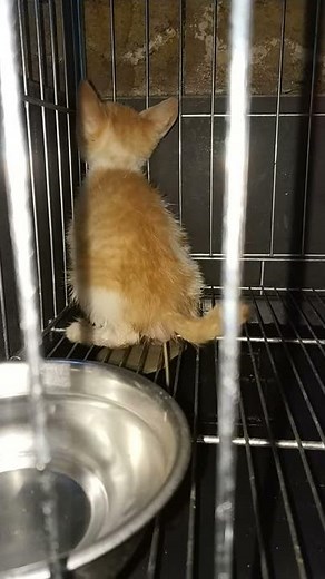 Kitten Diarrhea