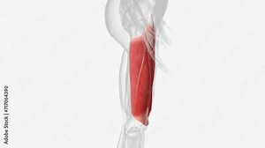 The quadriceps femoris is a hip flexor and a knee extensor.