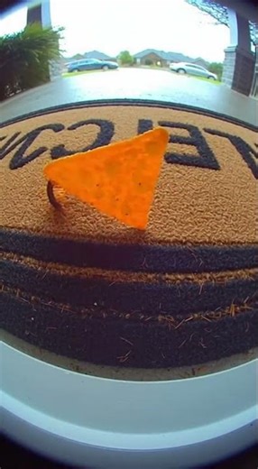 Centipede Hauls Massive Dorito Like a Pro #centipede #dorito