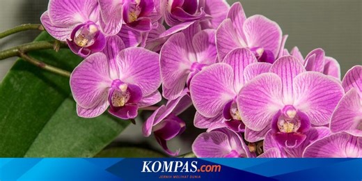 Tips Merawat Anggrek Bulan di Rumah agar Rajin Berbunga