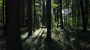 Aerial view of forest trees woodland landscape scenery
