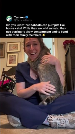 Is it a Bobcat or a House Cat?