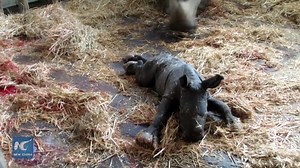 73K views · 2.3K reactions | 1st White Rhinoceros bred in LatAm was born and made his debut in Chile, significant for conservation of this endangered species due to indiscriminate hunting. | China Xinhua News | Facebook