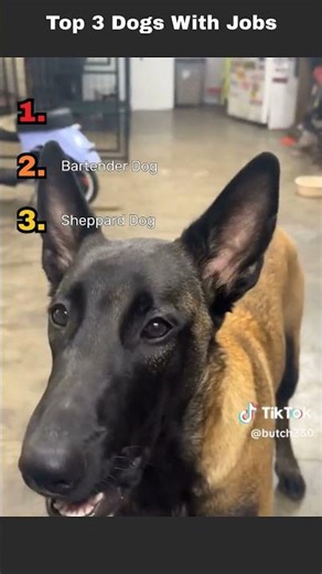 Top 3 Dogs at work