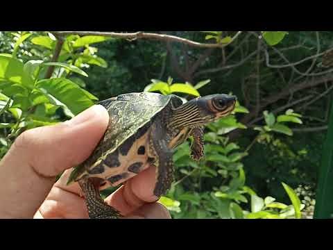 # pangshura tecta care/ how to care indian roof turtle* (detailed information video)