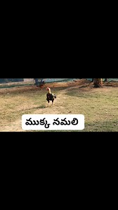 Mulagalampadu Sai Gari Koddi Punjulu | Desi Aseel Chickens | Indian Country Chicken Farm | ములగలంపాడు సాయిగారి కోడి పుంజులు