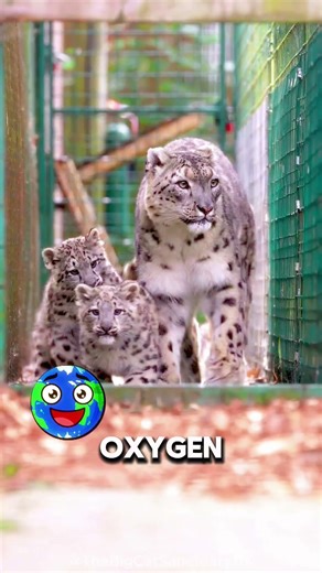 Snow Leopard: The Ghost of Mountains