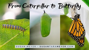 Monarch Caterpillar to Butterfly