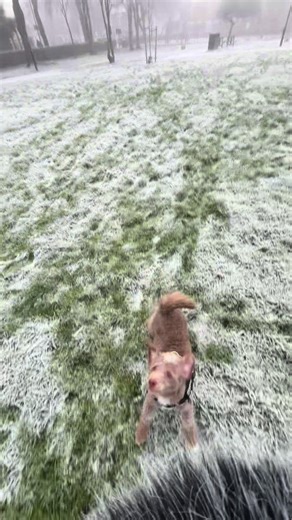 My Dog poppy ❤️ she’s my best friend✨ #dogtiktok🐶 she will be 4 years old next month☺️