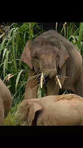181 reactions · 13 shares | The Bornean Pygmy Elephant: not just an...