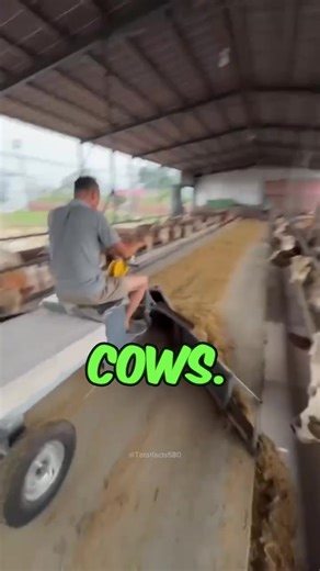 Cow Farming in Japan #China #SustainableFarming #AnimalFeed #AgricultureInnovation | Reels Media