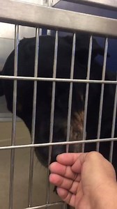 12K views · 361 reactions | Code red for Dora ! Shelter sent out a plea for her life ! She has kennel cough  Dora #A1859766 doesn't understand why nobody wants her  She is a 7 y old rottie girl in need  She is very sweet baby fur girl but she has been overlooked by the rescue community ... She needs our help! We are her only hope ! Please let's share her far and wide !! | Urgent Dogs and Cats of Miami | Facebook