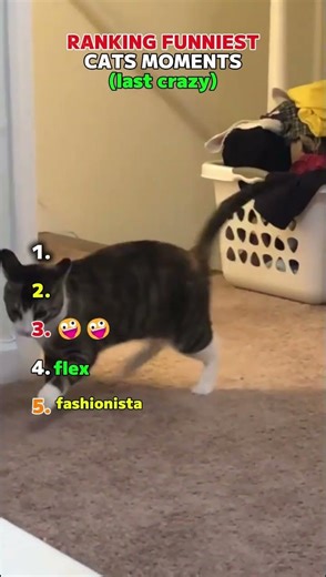 Funniest Cat Moments Ever 😂🐱