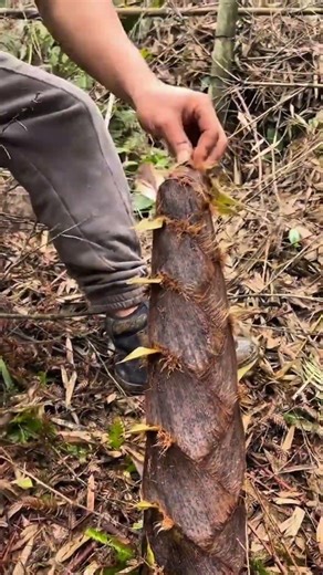 Quickly cutting a palm tree trunk to harvest its shoots for use as cuttings to start new plants