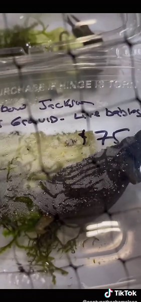 Tips for Buying Reptiles: Expos vs. Breeders