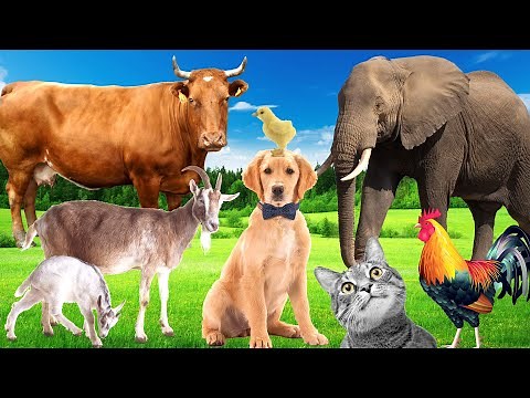 Sounds of wildlife animals, familiar animals: cats, dogs, horses, Elephants, cows, - Part 1
