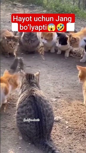 Hayot uchun Jang boʻlyapti 😱🫨🤣 #funny #1m #comedy