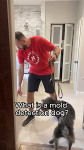 What is a Mold Detection Dog? 🐾- 🐶 **Specially Trained:** Mold detection dogs are trained to sniff out hidden mold.- 👃 **Incredible Sense of Smell:** They can detect mold spores behind walls, under floors, and in other hard-to-see areas.- 🏠 **Home Safety:** They identify mold issues that might not be visible but could affect your health.- 🔍 **Precise Detection:** These dogs are trained on multiple species of mold, including those harmful to humans.- 🐾 **Non-Invasive:** Their training allow
